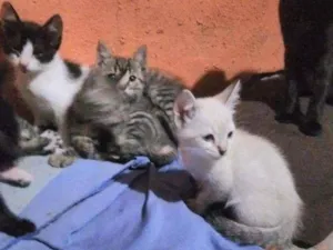 Gato raça  idade Abaixo de 2 meses nome A critério do dono.