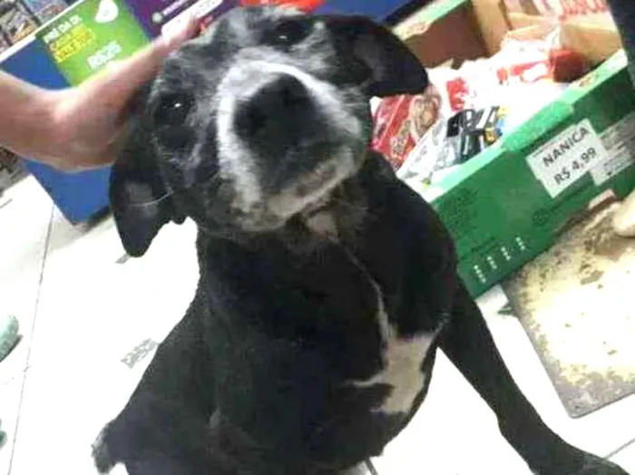 Cachorro ra a SRD idade 6 ou mais anos nome Tom