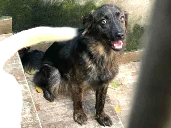 Cachorro ra a Sem raça definida  idade 1 ano nome Sarnenta 