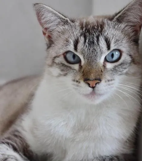 Gato raça SRD-ViraLata idade 1 ano nome MANU
