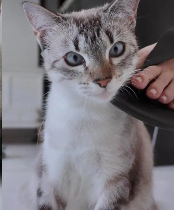 Gato raça SRD-ViraLata idade 1 ano nome MANU