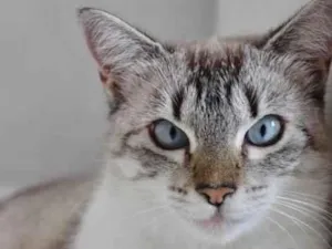Gato raça SRD-ViraLata idade 1 ano nome MANU