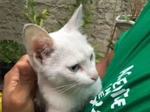 Gato raça Não sei  idade 7 a 11 meses nome Gatinha