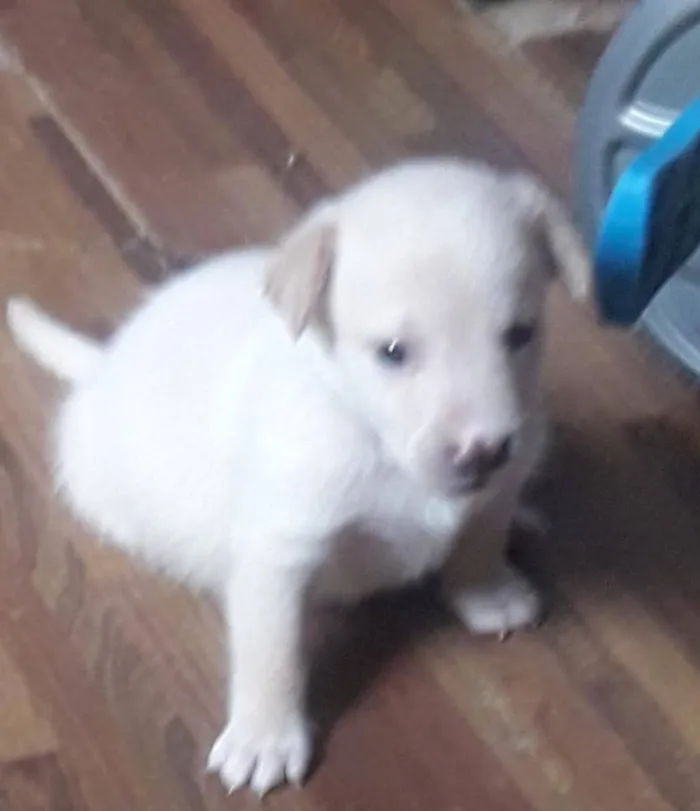 Cachorro ra a SRD idade Abaixo de 2 meses nome Alvaro e Alma