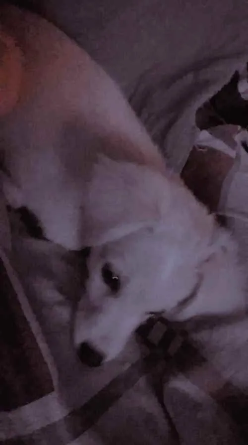 Cachorro ra a Pudom 3 idade 7 a 11 meses nome Suzy