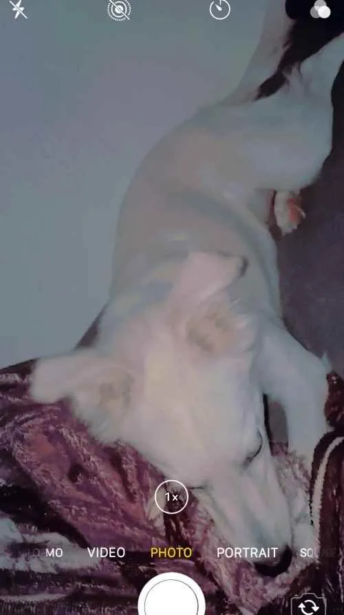 Cachorro ra a Pudom 3 idade 7 a 11 meses nome Suzy