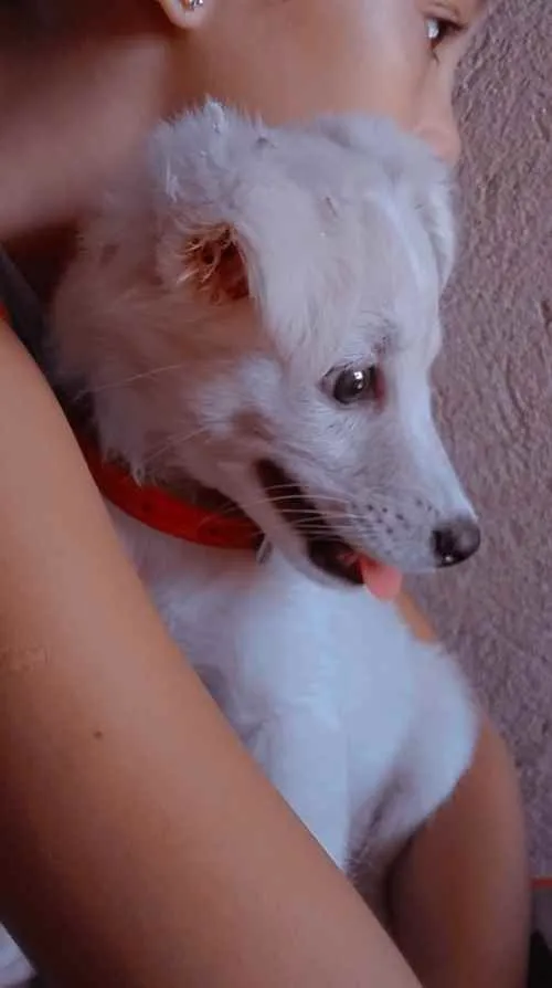 Cachorro ra a Pudom 3 idade 7 a 11 meses nome Suzy