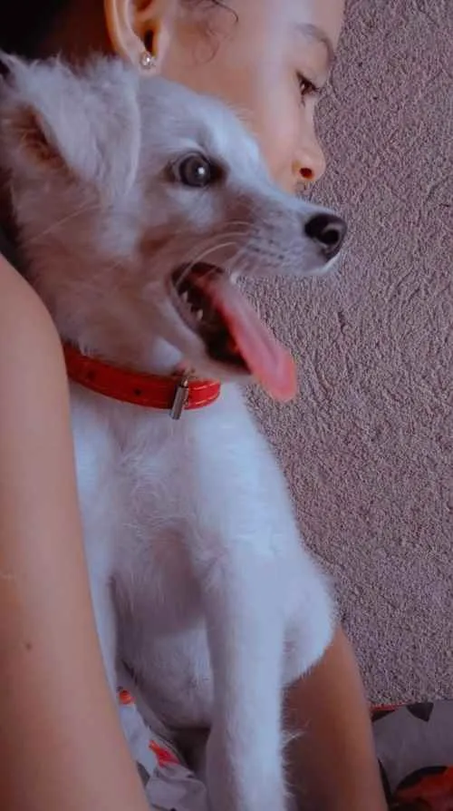 Cachorro ra a Pudom 3 idade 7 a 11 meses nome Suzy