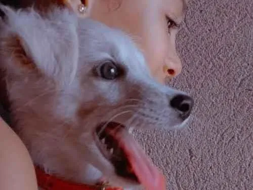 Cachorro ra a Pudom 3 idade 7 a 11 meses nome Suzy