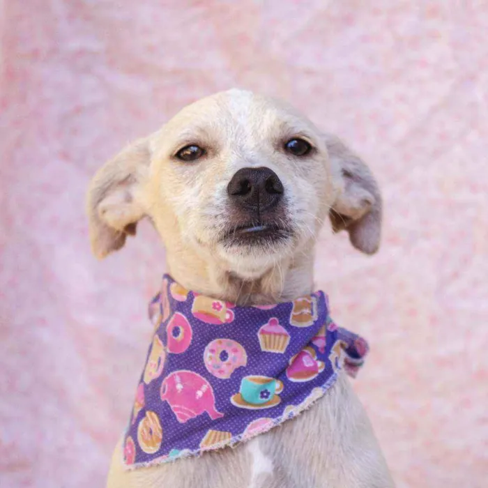 Cachorro ra a SRD idade 2 a 6 meses nome Dominique 