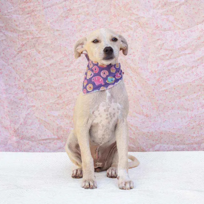 Cachorro ra a SRD idade 2 a 6 meses nome Dominique 