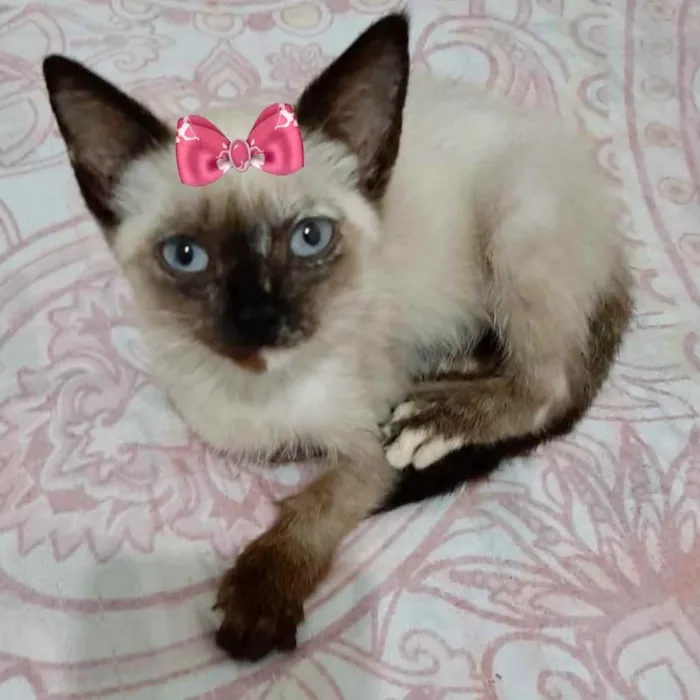 Gato ra a Siamesa  idade 2 a 6 meses nome Hana 