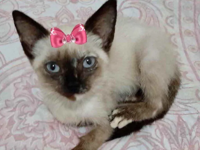 Gato ra a Siamesa  idade 2 a 6 meses nome Hana 