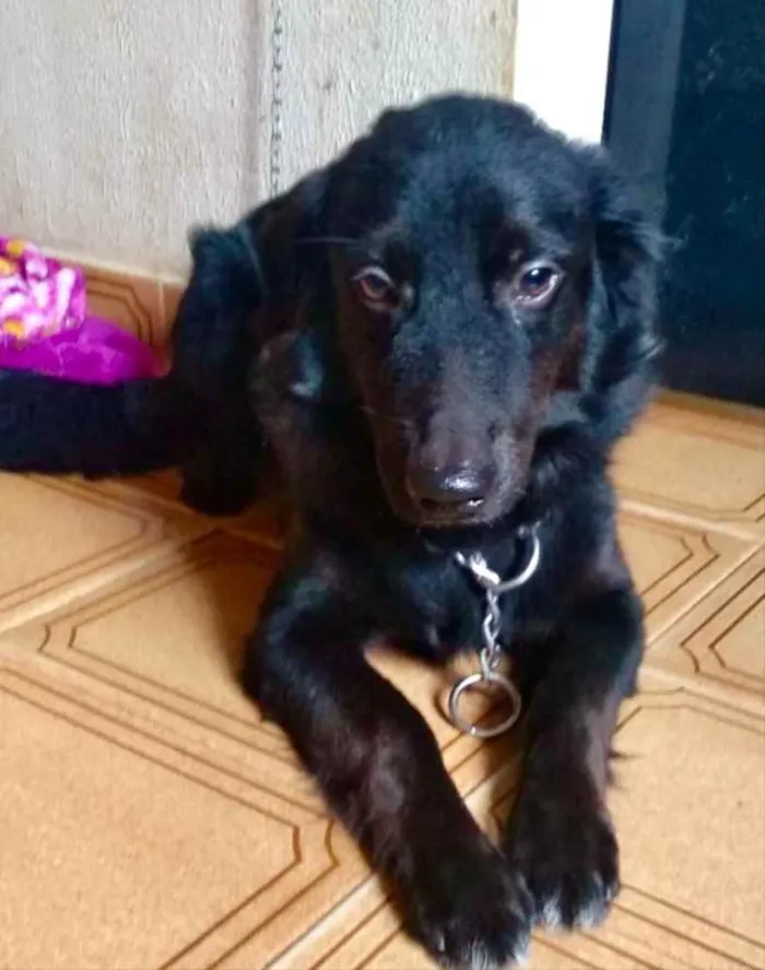 Cachorro ra a Mestiço  idade 2 a 6 meses nome Fred 