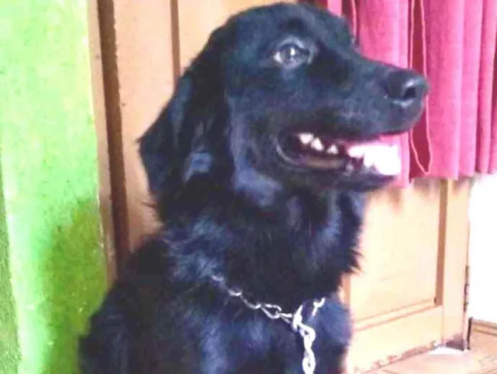 Cachorro ra a Mestiço  idade 2 a 6 meses nome Fred 