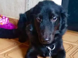 Cachorro raça Mestiço  idade 2 a 6 meses nome Fred 