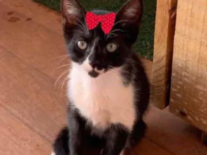 Gato raça SRD idade 2 a 6 meses nome Bia 