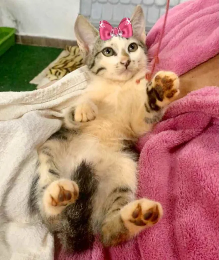 Gato ra a SRD  idade 2 a 6 meses nome Nina 