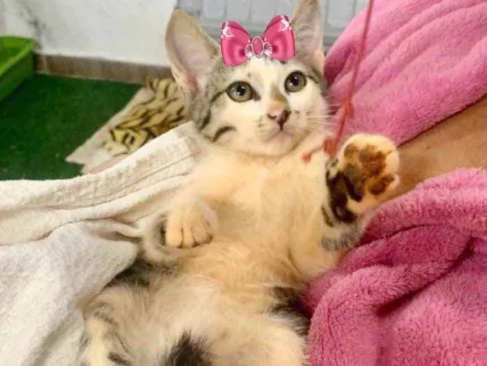 Gato ra a SRD  idade 2 a 6 meses nome Nina 