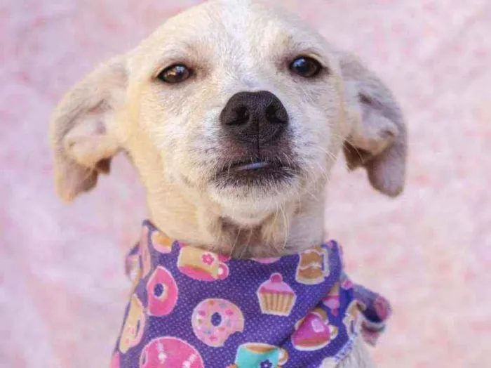 Cachorro ra a SRD idade 2 a 6 meses nome Dominique 