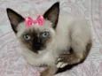 Hana 