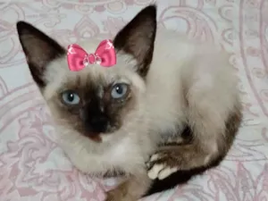 Gato raça Siamesa  idade 2 a 6 meses nome Hana 