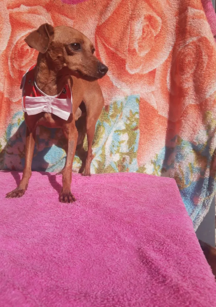 Cachorro ra a Pincher idade 1 ano nome Sansão e Jacó