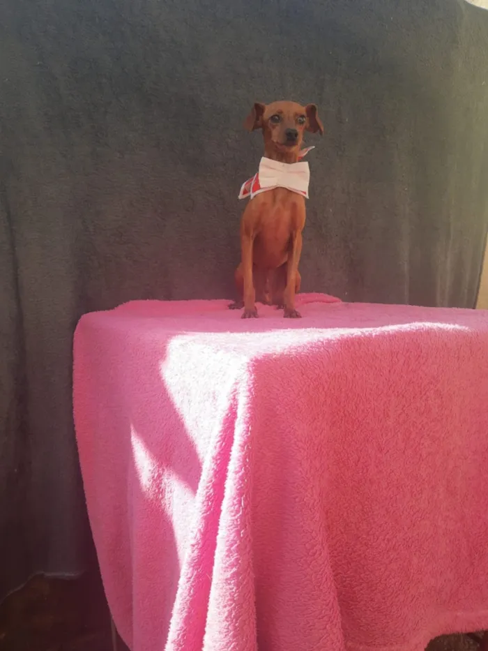 Cachorro ra a Pincher idade 1 ano nome Sansão e Jacó