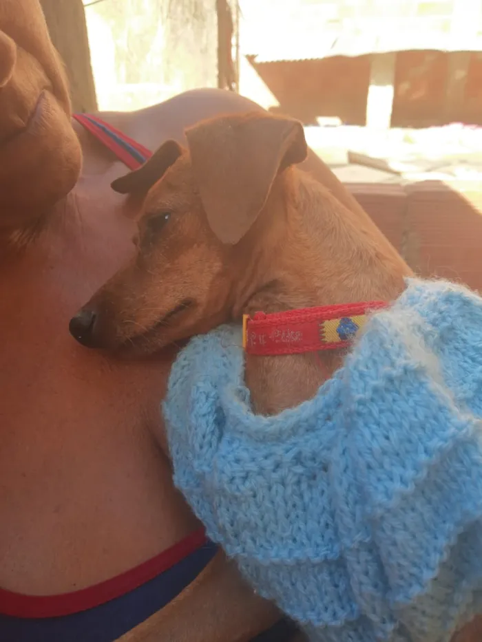Cachorro ra a Pincher idade 1 ano nome Sansão e Jacó