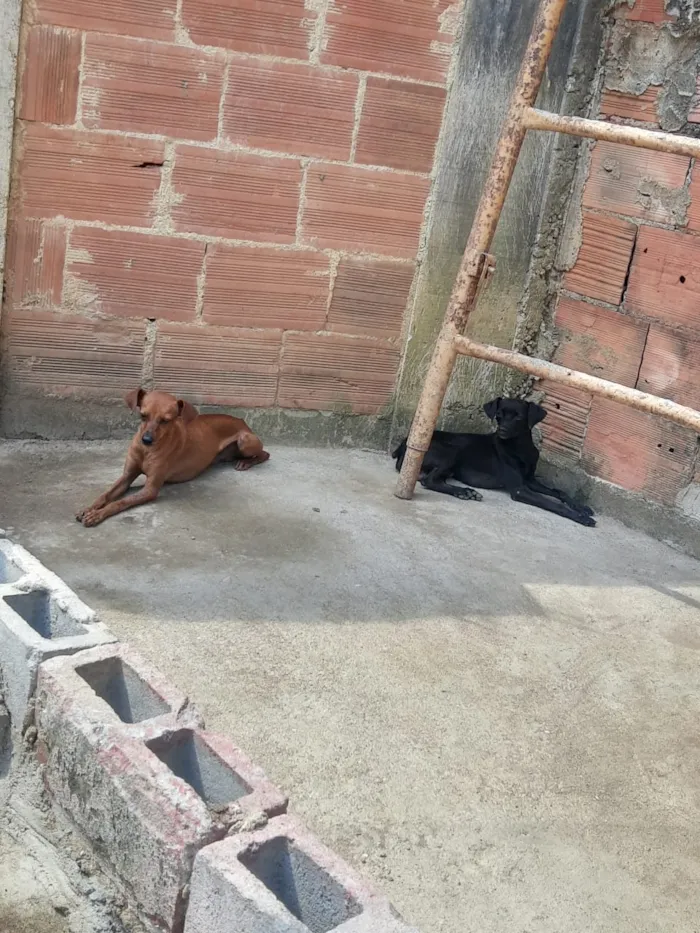 Cachorro ra a Pincher idade 1 ano nome Sansão e Jacó