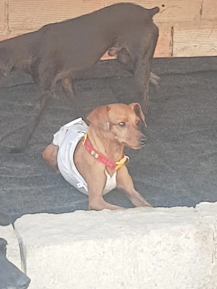 Cachorro ra a Pincher idade 1 ano nome Sansão e Jacó