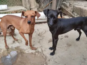 Cachorro raça Pincher idade 1 ano nome Sansão e Jacó
