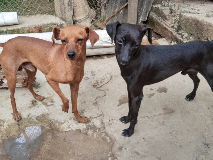 Cachorro ra a Pincher idade 1 ano nome Sansão e Jacó
