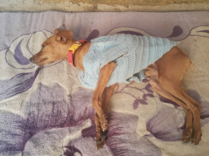 Cachorro ra a Pincher idade 1 ano nome Sansão e Jacó