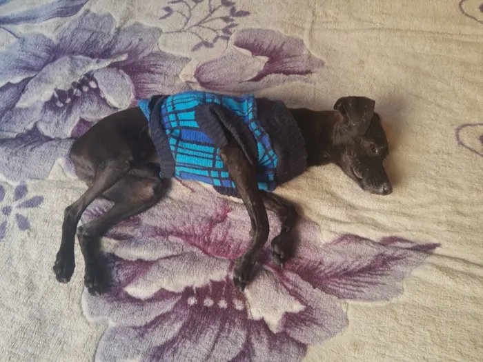 Cachorro ra a Pincher idade 1 ano nome Sansão e Jacó