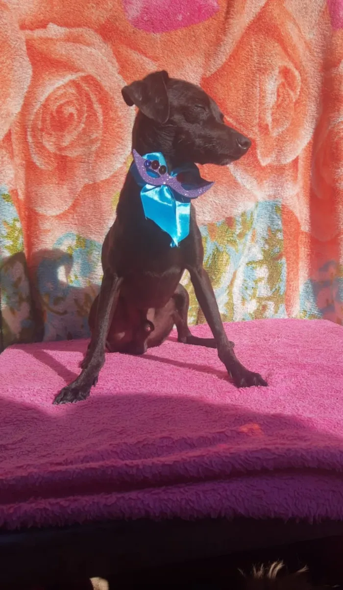 Cachorro ra a Pincher idade 1 ano nome Sansão e Jacó