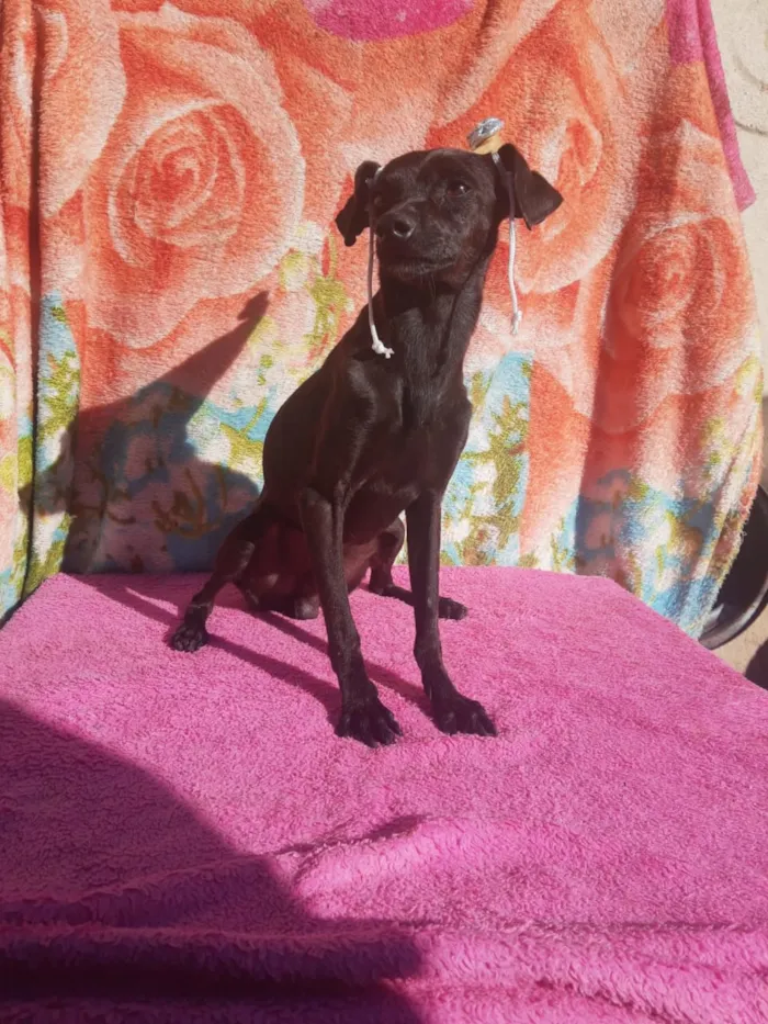 Cachorro ra a Pincher idade 1 ano nome Sansão e Jacó
