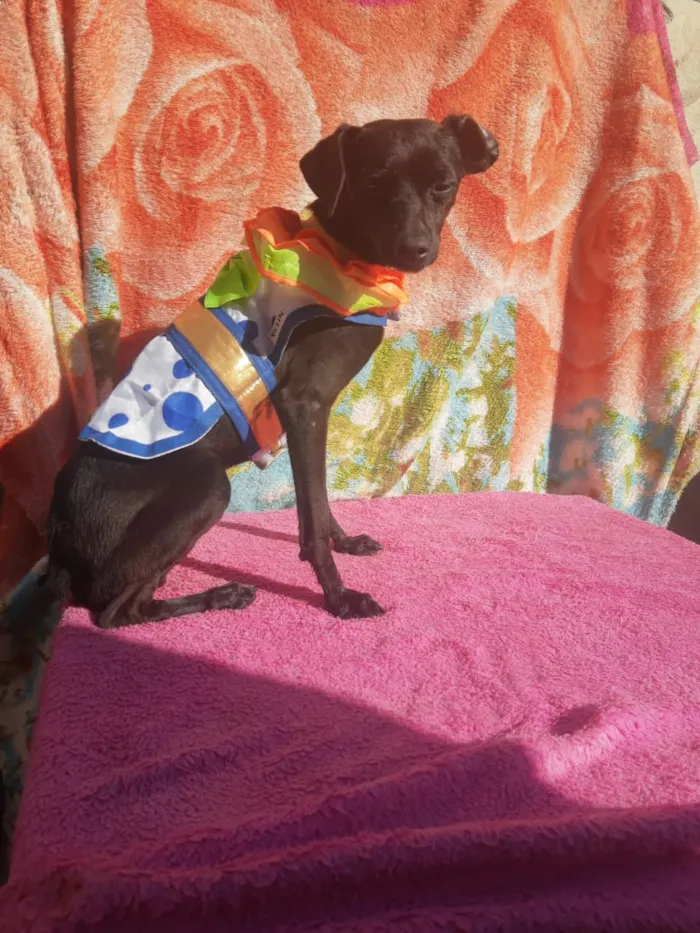 Cachorro ra a Pincher idade 1 ano nome Sansão e Jacó