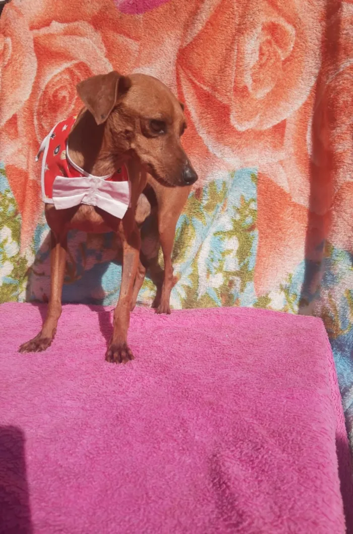 Cachorro ra a Pincher idade 1 ano nome Sansão e Jacó