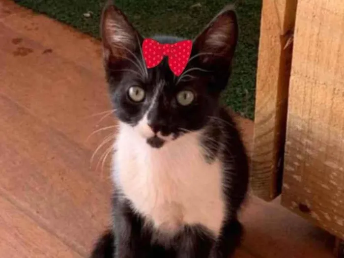 Gato ra a SRD idade 2 a 6 meses nome Bia 