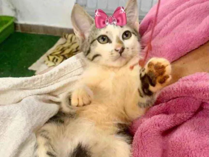 Gato ra a SRD  idade 2 a 6 meses nome Nina 