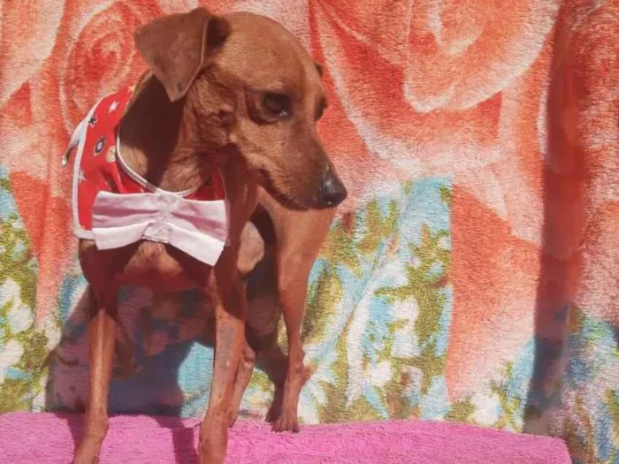 Cachorro ra a Pincher idade 1 ano nome Sansão e Jacó