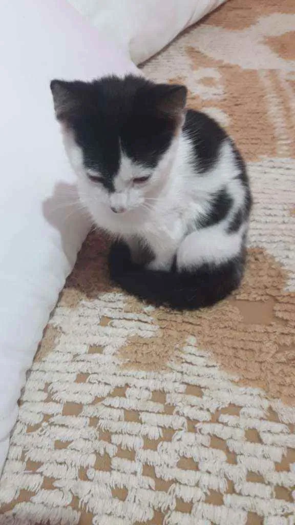 Gato ra a SRD idade 2 a 6 meses nome Gatinha