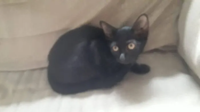 Gato ra a SRD idade 2 a 6 meses nome Aisha