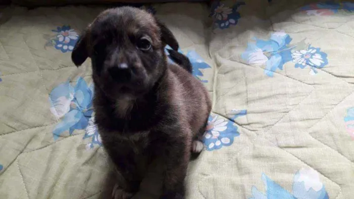 Cachorro ra a SRD idade Abaixo de 2 meses nome Alvaro e Alma
