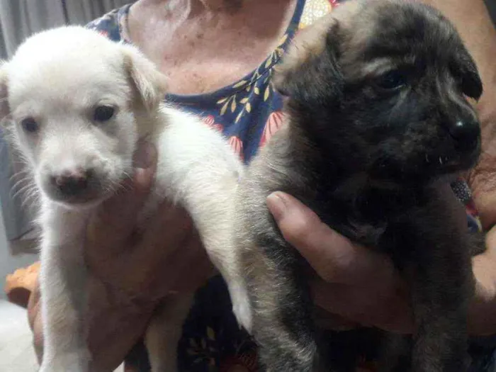 Cachorro ra a SRD idade Abaixo de 2 meses nome Alvaro e Alma