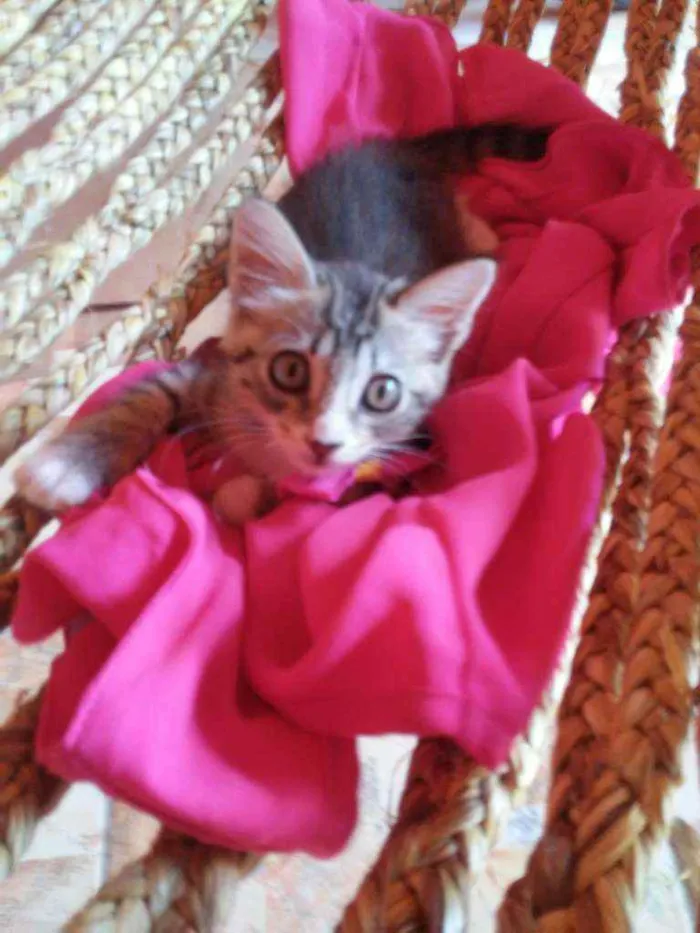 Gato ra a Tigresa peludinha idade 2 a 6 meses nome Floquinha