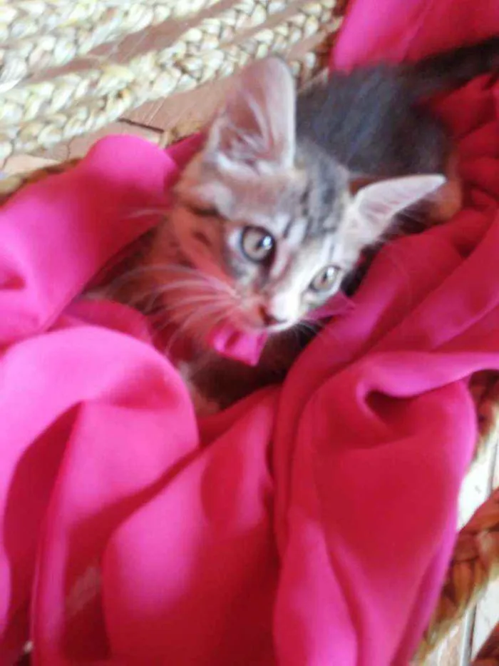 Gato ra a Tigresa peludinha idade 2 a 6 meses nome Floquinha