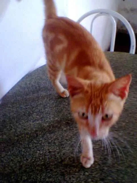 Gato ra a Diferente idade 1 ano nome Lourinho
