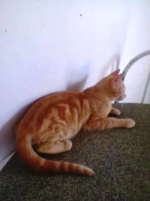 Gato ra a Diferente idade 1 ano nome Lourinho